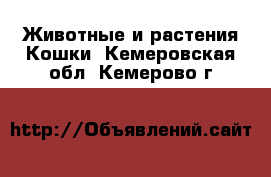 Животные и растения Кошки. Кемеровская обл.,Кемерово г.